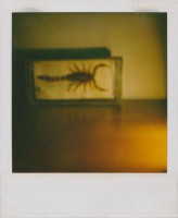 /album/the-polluted-polaroid-experiences-addiction/dead-nature-jpg/